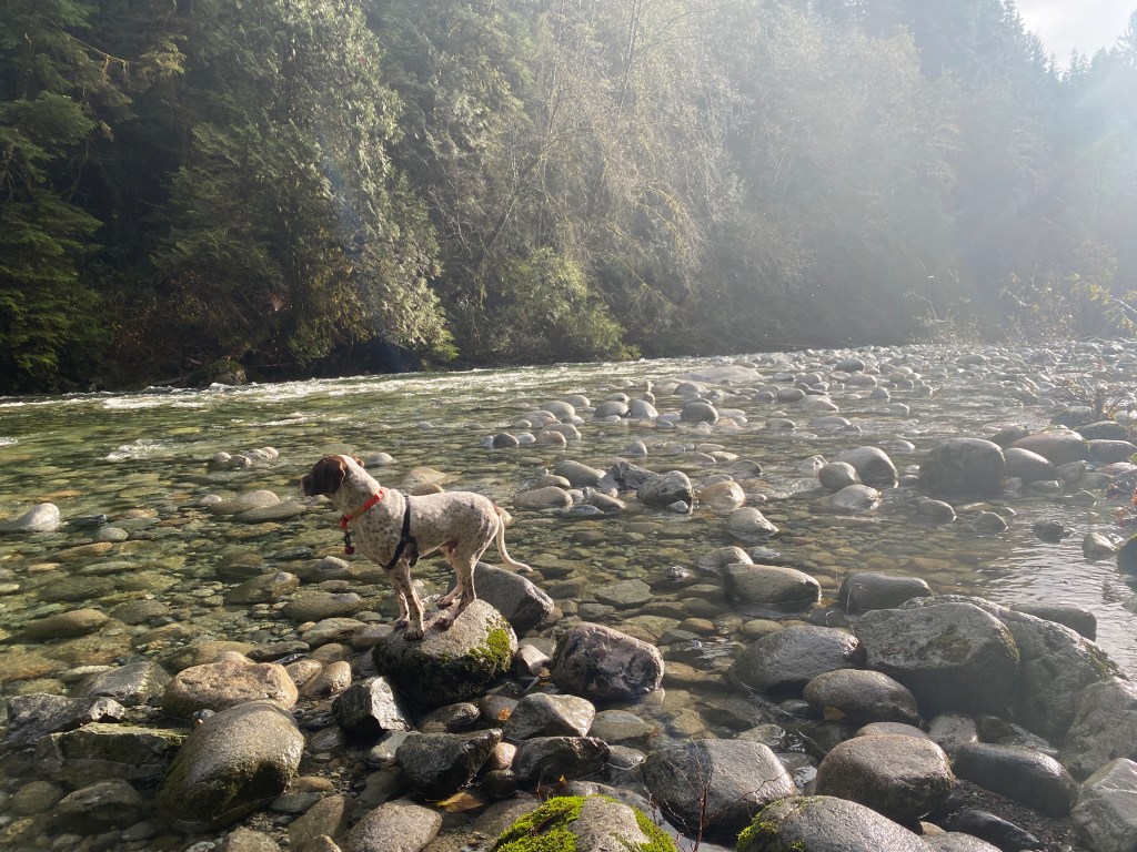 Hunting dog - scenting dog