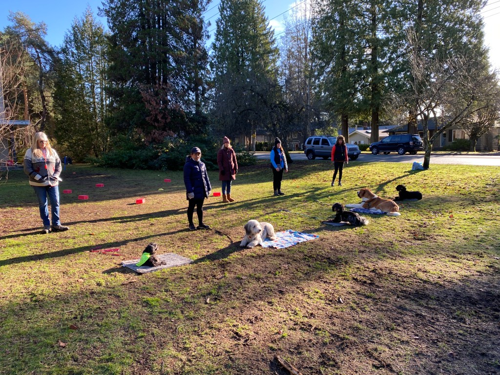 Dog training - Down stay